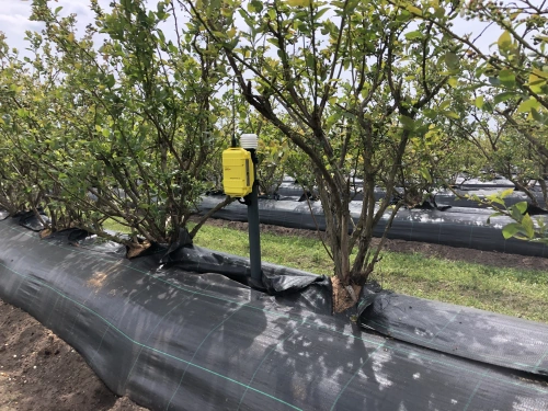 FieldGuard Stations for blueberry growers